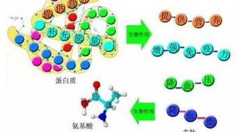 2019第六届微生物活性肽创新产品 作用科学研究与生产制造运用核心技术讨论会