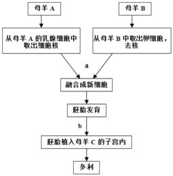 随着生物科学技术的发展,克隆猪已经诞生.下面是科学家克隆猪的过程示意图,请分析后回答